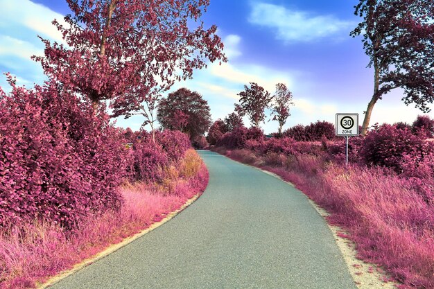 Photo route au milieu des arbres contre le ciel en automne