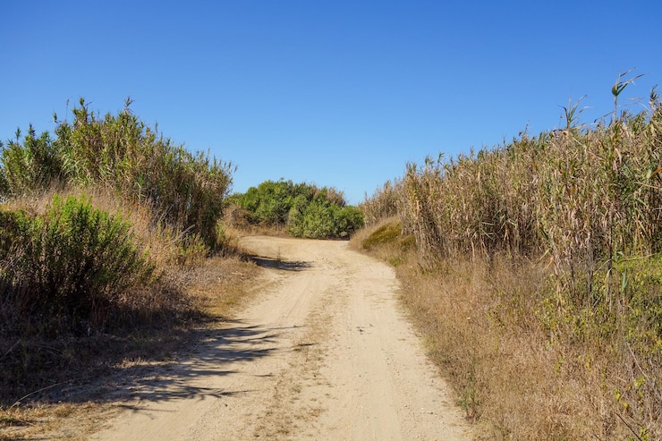 Photo une route au milieu des arbres contre un ciel bleu clair