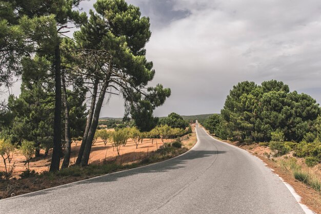 Photo une route au milieu des arbres contre le ciel