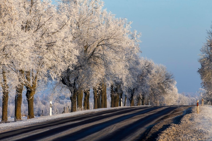 Photo une route au milieu des arbres contre le ciel