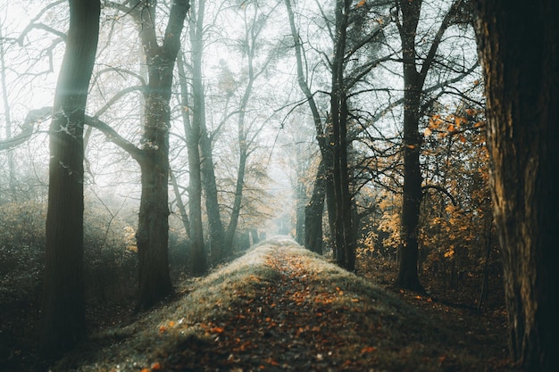 Route au milieu des arbres dans la forêt en automne