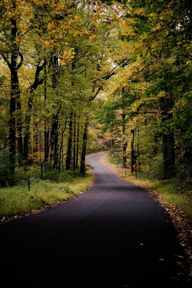 Photo route au milieu des arbres dans la forêt en automne