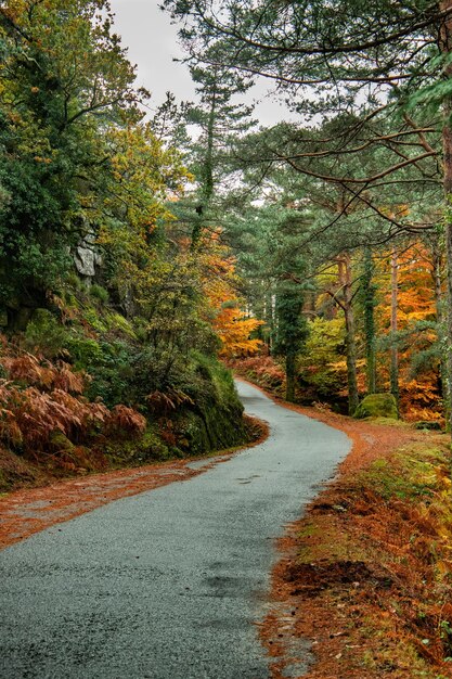 Photo route au milieu des arbres dans la forêt en automne