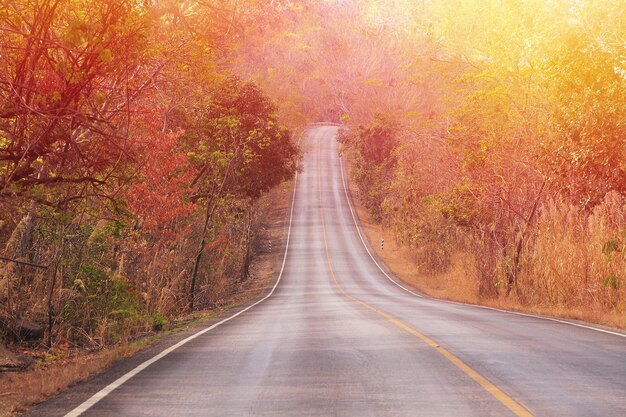 Route au milieu des arbres dans la forêt en automne