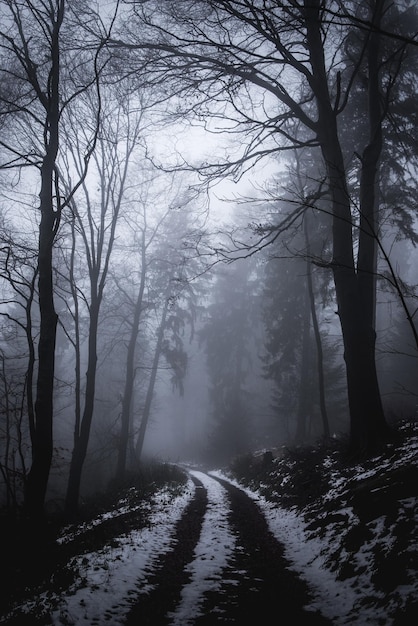 Route au milieu des arbres dans la forêt en hiver