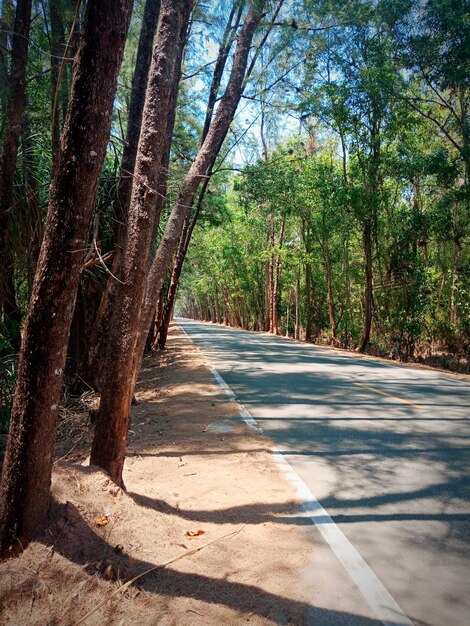 Une route au milieu des arbres dans la forêt