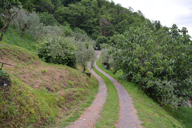 Photo une route au milieu des arbres dans la forêt