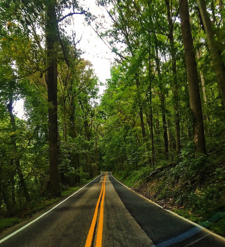 Photo une route au milieu des arbres dans la forêt