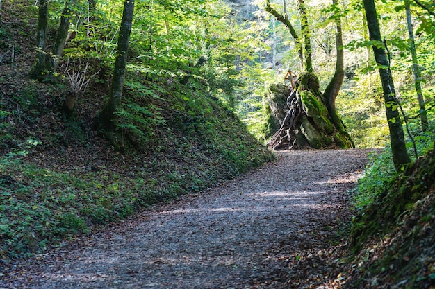 Photo une route au milieu des arbres dans la forêt