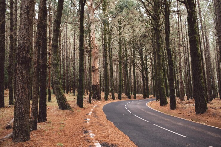 Photo une route au milieu des arbres dans la forêt
