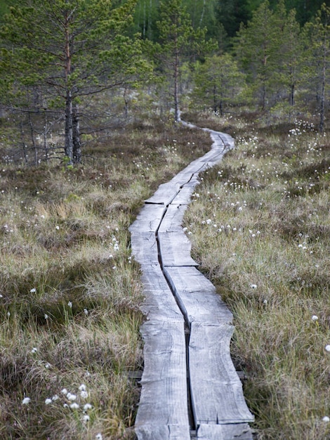 Photo une route au milieu des arbres dans la forêt