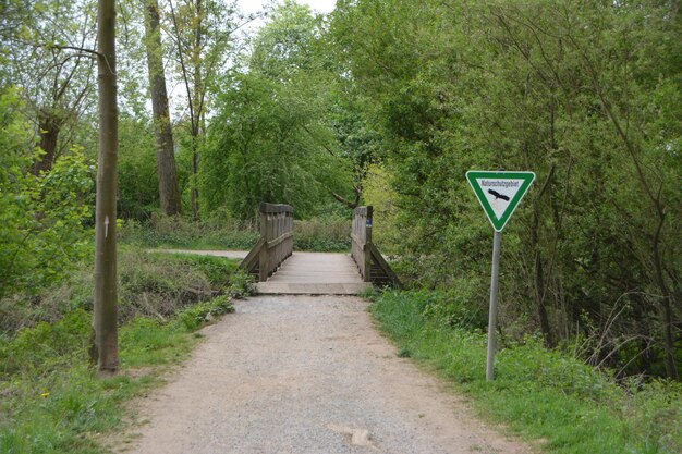 Photo une route au milieu des arbres dans la forêt