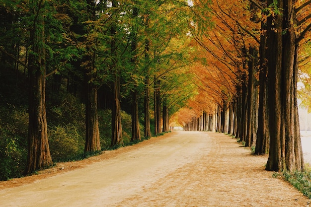 Une route au milieu des arbres dans la forêt