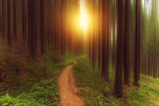 Une route au milieu des arbres dans la forêt