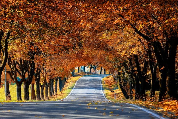 Photo route au milieu des arbres dans le parc en automne
