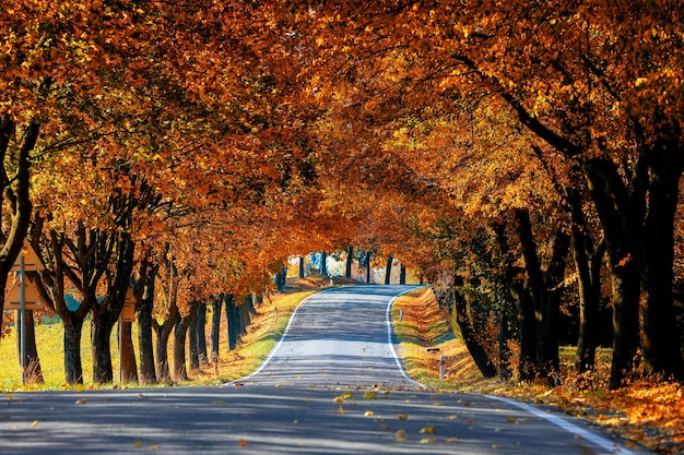 Route au milieu des arbres dans le parc en automne