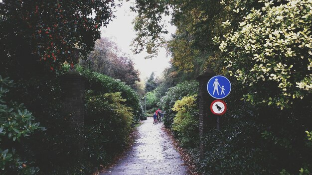 Photo route au milieu des arbres dans le parc