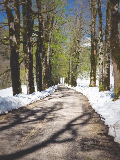 Photo une route au milieu des arbres en hiver