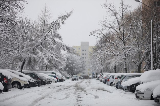 Une route au milieu des arbres nus