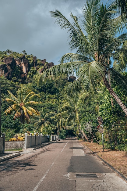 Route au milieu des arbres et des plantes dans la ville contre le ciel