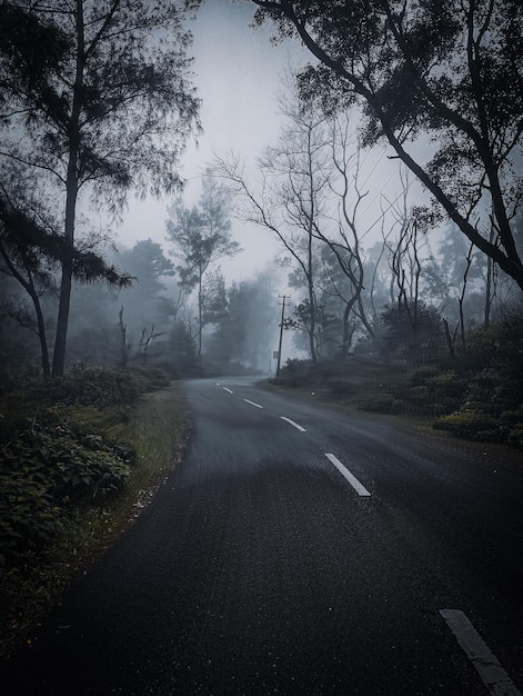 Une route au milieu des arbres