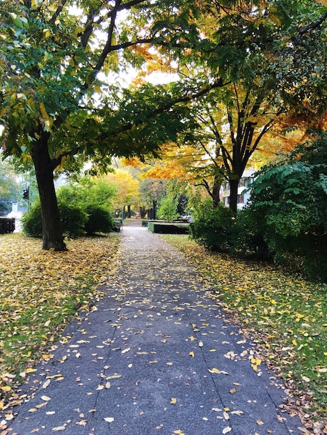 Photo une route au milieu des arbres