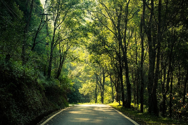 Une route au milieu des arbres