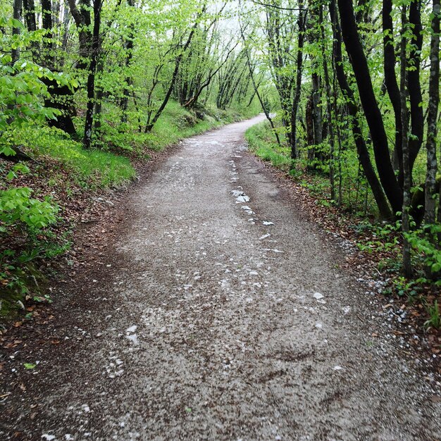 Une route au milieu des arbres