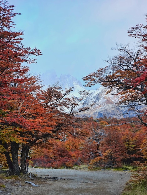 Photo une route au milieu d'une forêt avec une montagne en arrière-plan