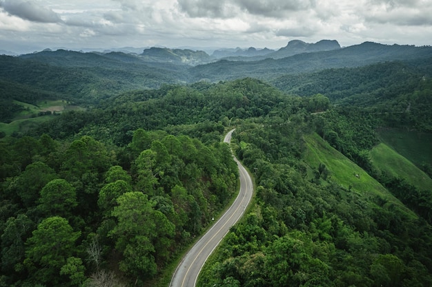 La route au milieu de la forêt verte après la pluie