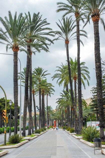 Route au milieu des palmiers contre le ciel en ville