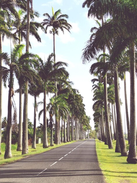 Une route au milieu des palmiers contre le ciel