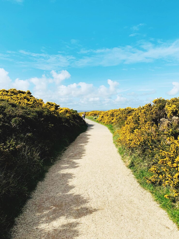 Photo une route au milieu des plantes et des arbres contre le ciel