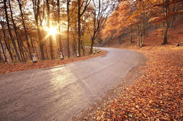 Route d'automne dans la forêt de montagne Composition de la nature