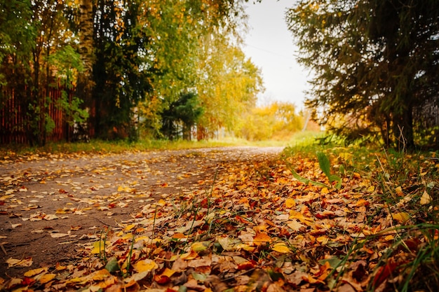 Route d'automne parsemée de feuilles