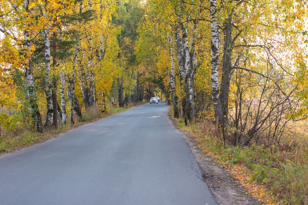 route d'automne vers la forêt. arbres jaunes
