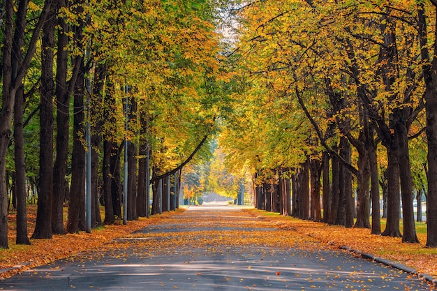 Route d'automne vide avec des arbres d'affilée sur les bords. Moscou.