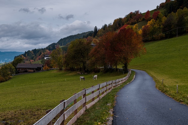 route d'automne vide avec brouillard