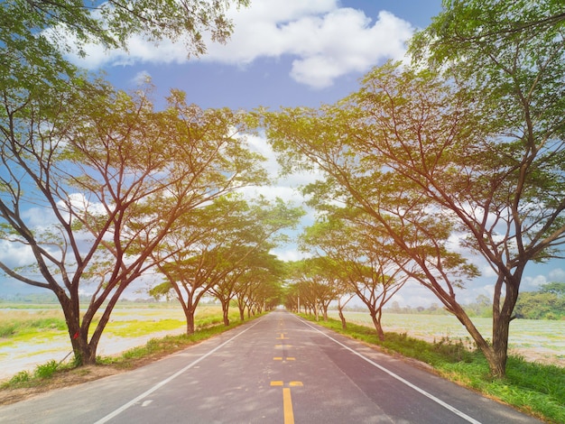 Route d'autoroute vide parmi l'arbre à caoutchouc avec rayon de soleil, voie vide avec espace de copie pour le fond.