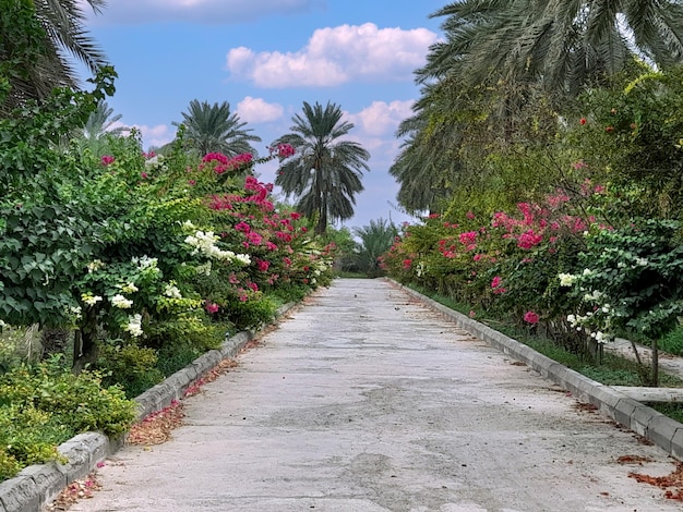 Une route avec beaucoup de fleurs dessus