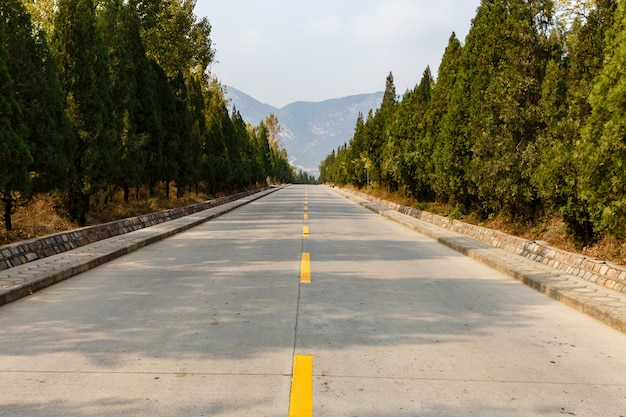 Route en béton avec une ligne jaune à travers une forêt dans les montagnes