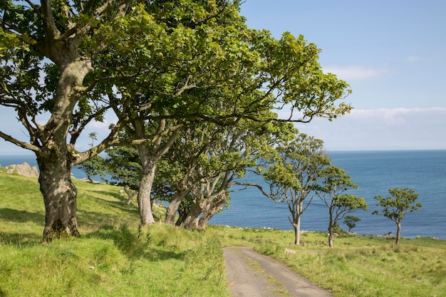 Route bordée d'arbres à Murlough Beach, comté d'Antrim, en Irlande du Nord, en Europe