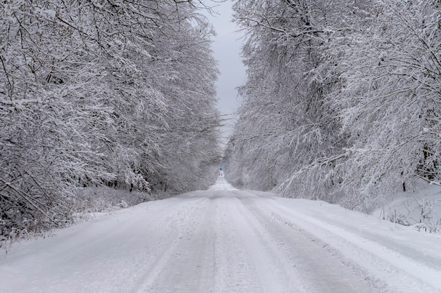 Une route bordée d'arbres s'éloignant dans la distance couverte d'une épaisse neige blanche fraîche en hiver