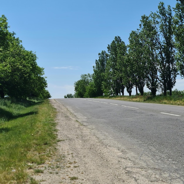 Une route bordée d'arbres