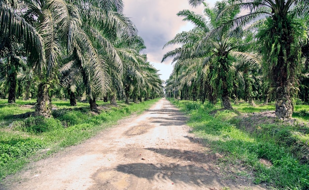 Une route de Bornéo