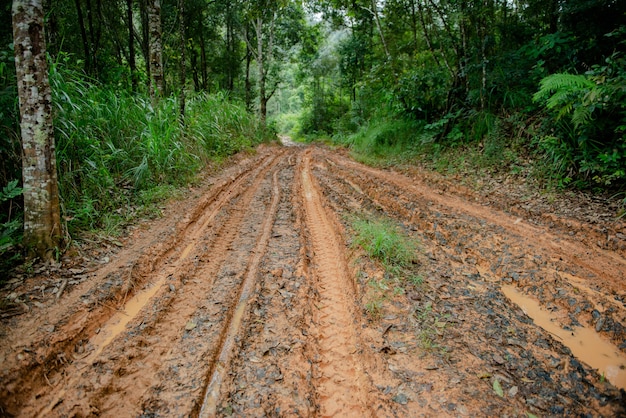 route de boue en forêt