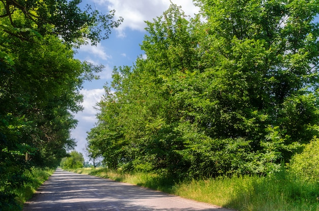 Route de campagne avec des arbres