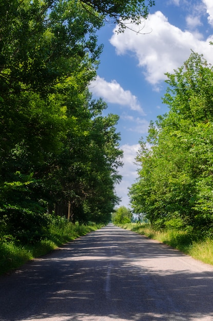 Route de campagne avec des arbres