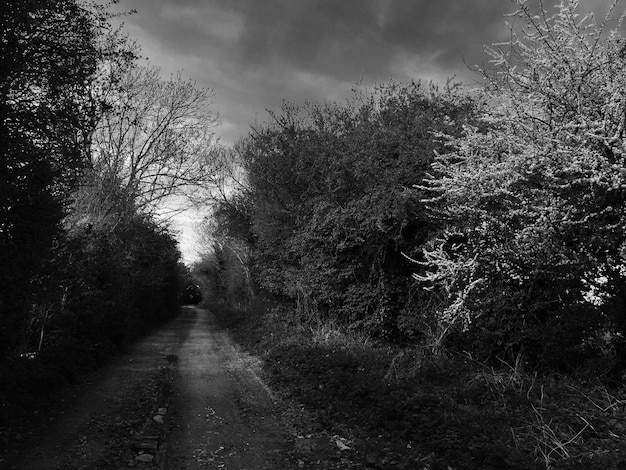 Photo une route de campagne au milieu des plantes et des arbres contre le ciel