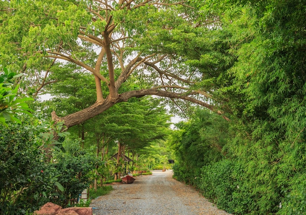 La route de campagne au tunnel de l&#39;arbre